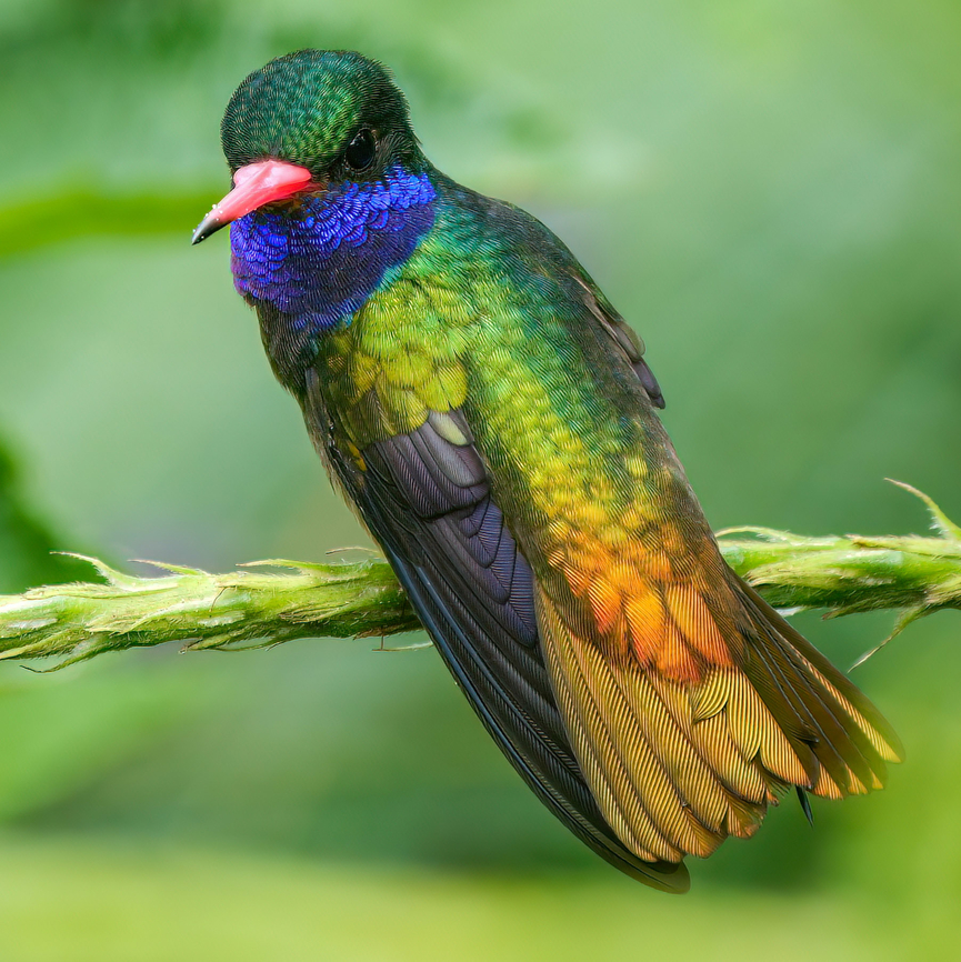 Blue-throated Goldentail One of my favorite Costa Rican hummers. Blue-throated sapphire,Costa Rica,Geotagged,Hylocharis eliciae