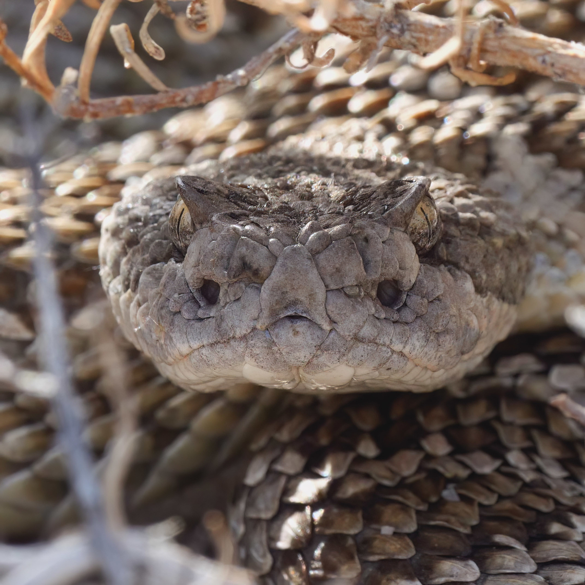 Northern Pacific Rattlesnake This was such a lovely specimen that I had to coax off the trail so I could get my car past. Crotalus oreganus,Crotalus oreganus oreganus,Geotagged,Northern Pacific Rattlesnake,United States