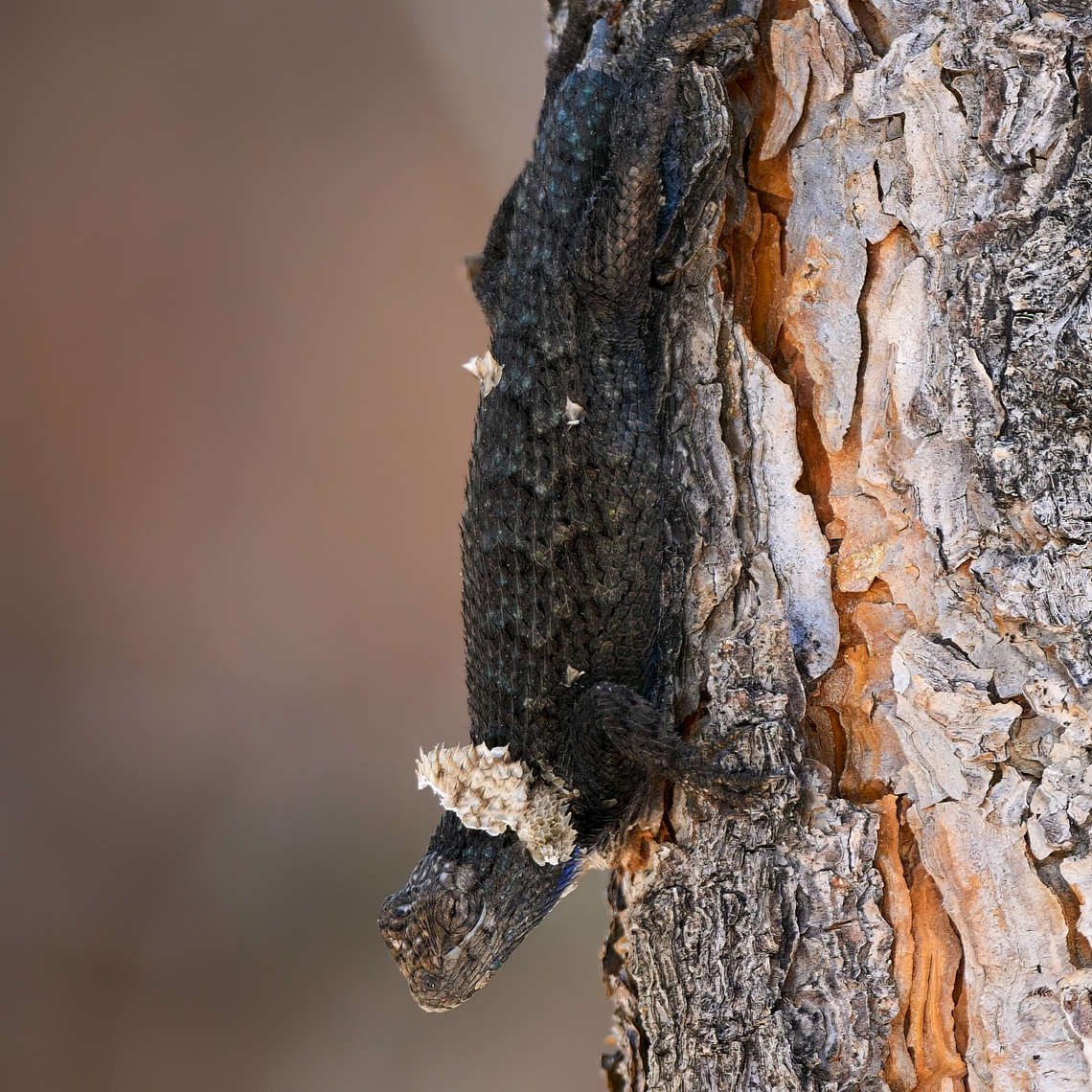 Great Basin Fence Lizard This was kind of challenging to photograph, as when looking at it straight on, it really blended in with the bark of the tree. Geotagged,Great Basin fence lizard,Sceloporus occidentalis longipes,United States