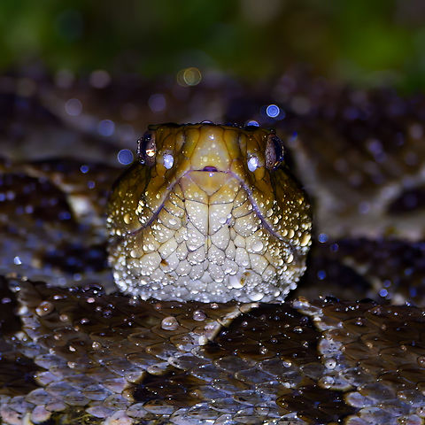 Fer-de-lance One of my favorite Costa Rican snakes. Bothrops asper,Costa Rica,Fer-de-lance,Geotagged