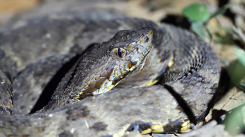 Common Lancehead Another beautiful snake in the Bothrops genus. Bothrops atrox,Colombia,Geotagged