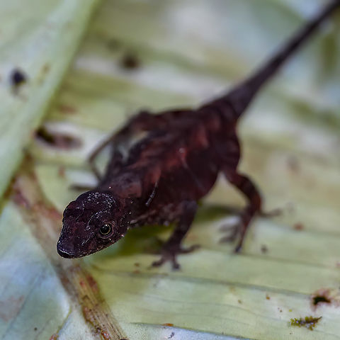 Beautiful, but humble Humble Anole (Anolis humilis) at Heliconias Rainforest Lodge, Costa Rica. Anolis humilis,Costa Rica,Geotagged