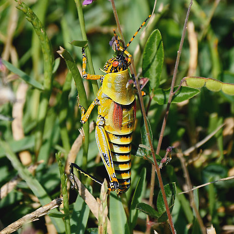 Elegant Grasshopper (Zonocerus elegans) Elegant, indeed! Geotagged,South Africa,Zonocerus elegans