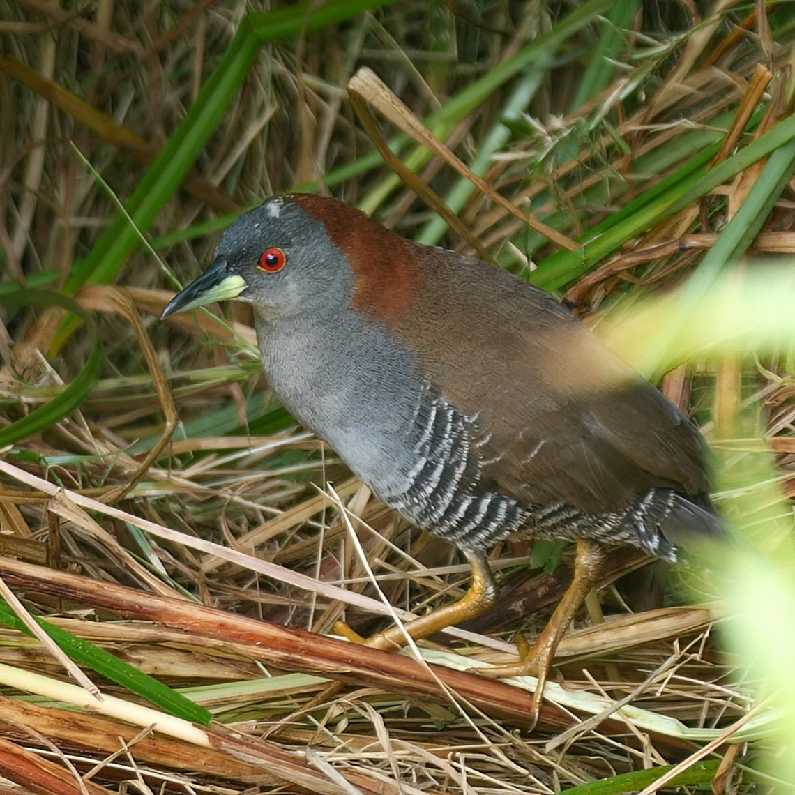 Gray-breasted Crake (Laterallus exilis) Another elusive bird that was fun to see. Costa Rica,Geotagged,Grey-breasted crake,Laterallus exilis