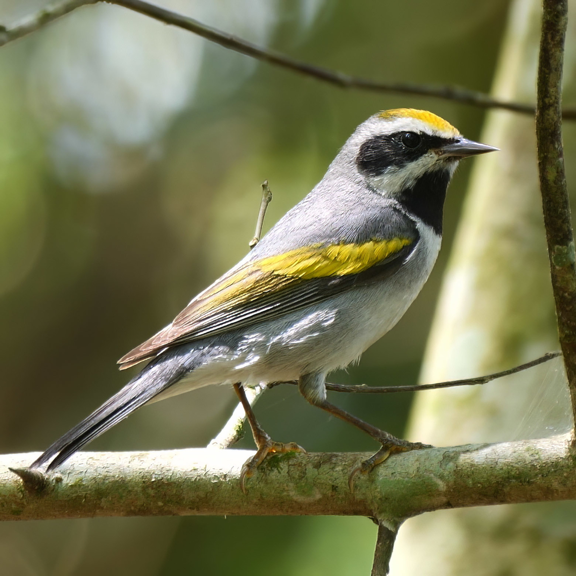 Golden-winged Warbler A fun neotropical migrant. Costa Rica,Geotagged,Golden-winged warbler,Vermivora chrysoptera