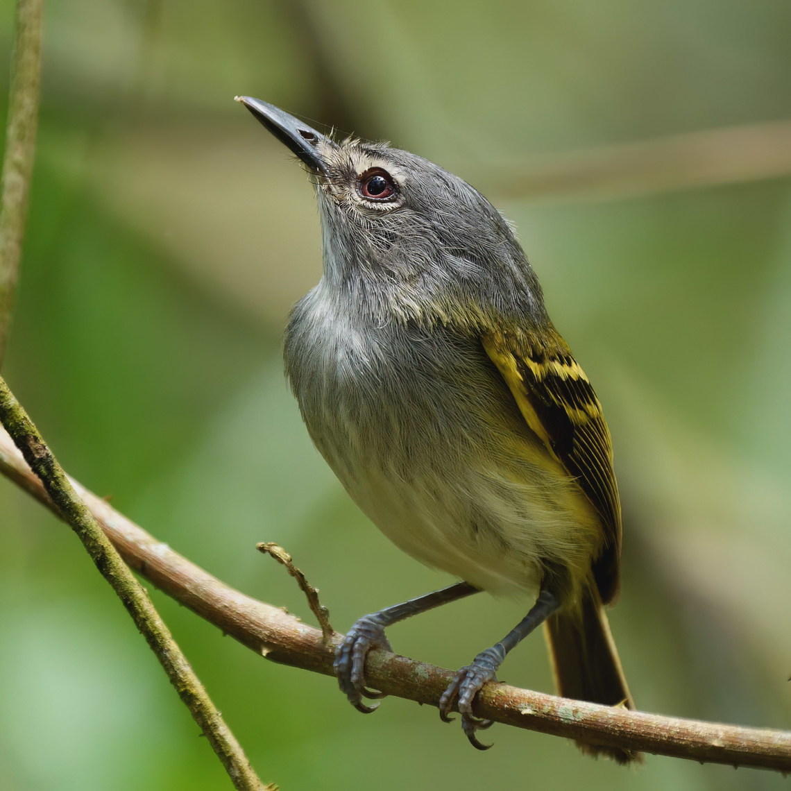 Slate-headed Tody-Flycatcher  Costa Rica,Geotagged,Poecilotriccus sylvia,Slaty-headed tody-flycatcher