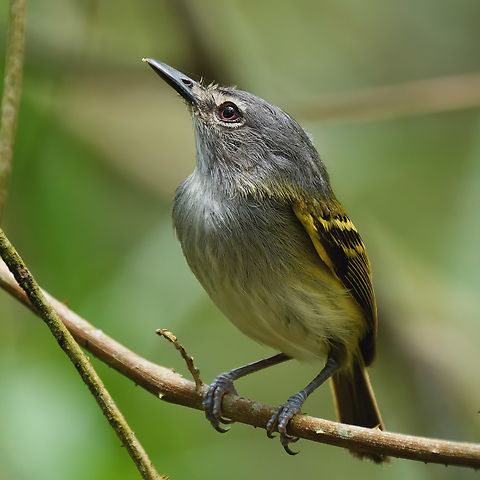 Slate-headed Tody-Flycatcher  Costa Rica,Geotagged,Poecilotriccus sylvia,Slaty-headed tody-flycatcher
