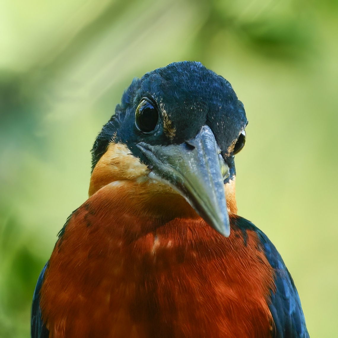 Green-and-rufous Kingfisher  Chloroceryle inda,Costa Rica,Geotagged,Green-and-rufous kingfisher