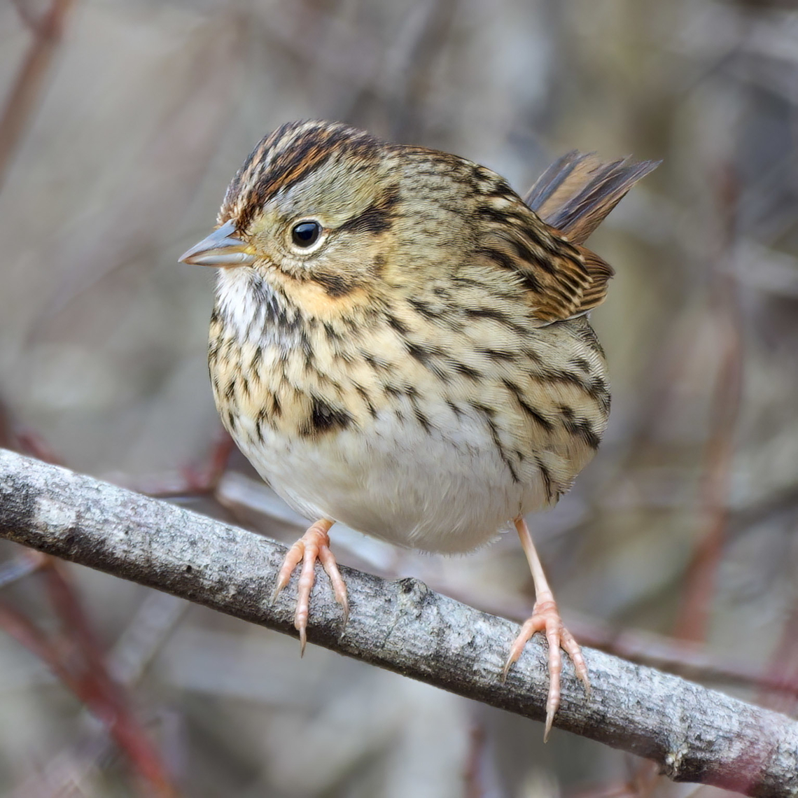 Lincoln's Sparrow (Melospiza lincolnii) These lovely sparrows just visit my area in the winter and they&#039;re super shy. This one has a little territory that it likes and occasionally it will come out of the tangle to pose for me. Geotagged,Lincoln's sparrow,Melospiza lincolnii,United States
