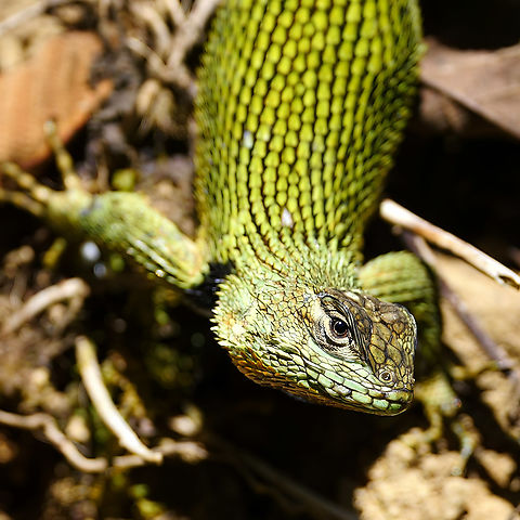 Emerald Swift (Sceloporus malachiticus)  Costa Rica,Emerald Swift,Geotagged,Sceloporus malachiticus