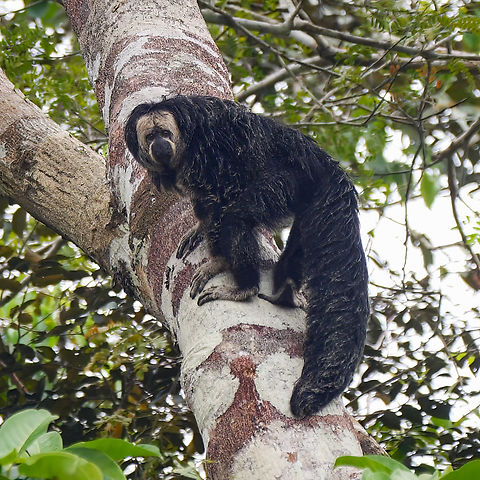 Monk Saki along the Javary River This was a neat sighting. Shy monkeys that have a very limited range. Brazil,Geotagged,Monk saki,Peru,Pithecia monachus