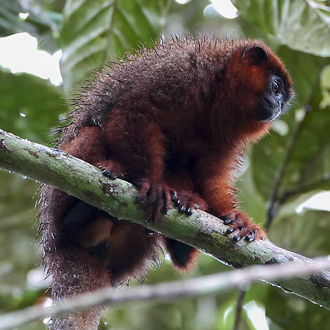 Coppery Titi A cool monkey seen at Reserva Natural Palmari, Brazil Brazil,Callicebus cupreus,Coppery titi,Geotagged