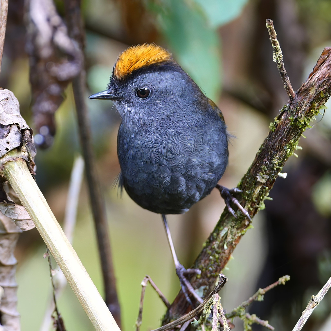 Wrenthrush (Zeledonia coronata) Not a wren; not a thrush, but a super fun (but elusive) high elevation bird of Costa Rica. Costa Rica,Geotagged,Wrenthrush,Zeledonia coronata