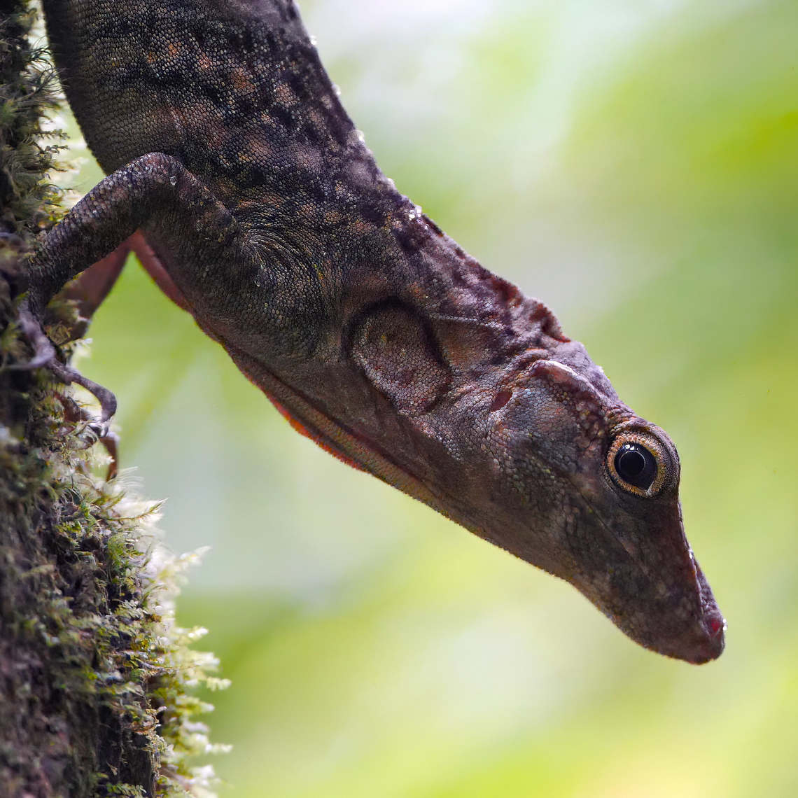 Decorated Anole (Anolis insignis) A lovely Decorated Anole at Tapir Valley. Anolis insignis,Costa Rica,Geotagged
