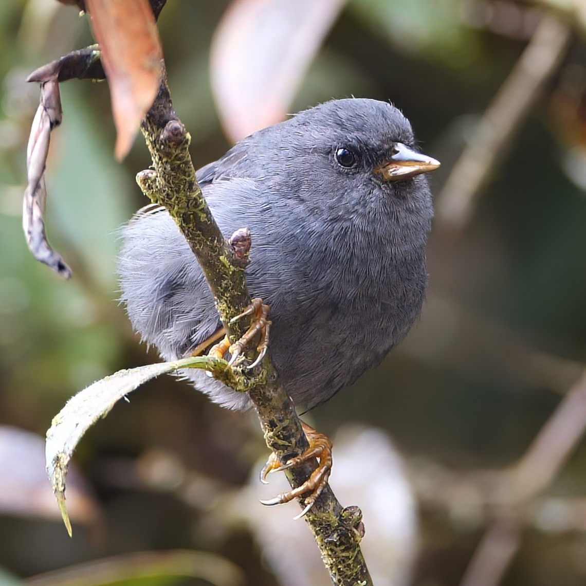 Peg-billed Finch (Acanthidops bairdi) Another spectacular bird that&#039;s not easy to see. Acanthidops bairdi,Costa Rica,Geotagged,Peg-billed finch