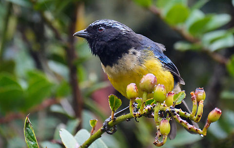 Buff-breasted mountain tanager