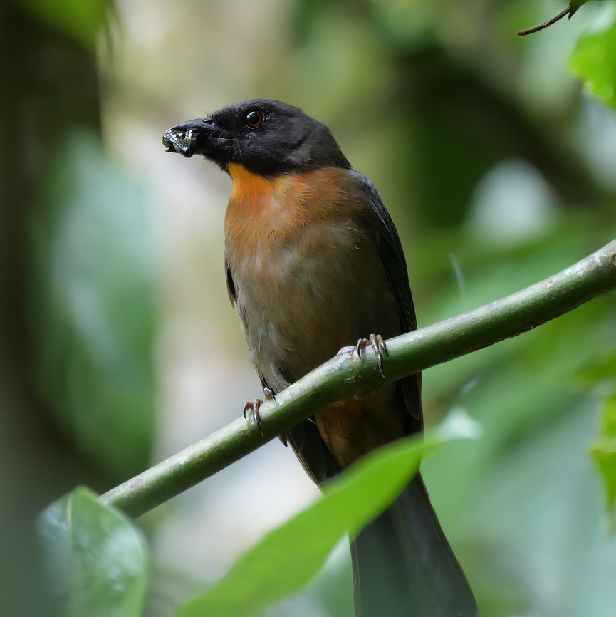 Black-cheeked Ant-Tanager The Black-cheeked Ant-Tanager (Habia atrimaxillaris) is a Costa Rican endemic found on the Osa Peninsula. Black-cheeked ant tanager,Costa Rica,Geotagged,Habia  atrimaxillaris