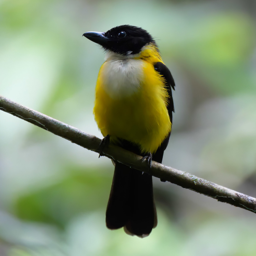White-throated Shrike-Tanager - Lanio leucothorax These cool birds lead mixed flocks through the forest and keep an eye out for danger. Costa Rica,Geotagged,Lanio leucothorax,White-throated shrike-tanager