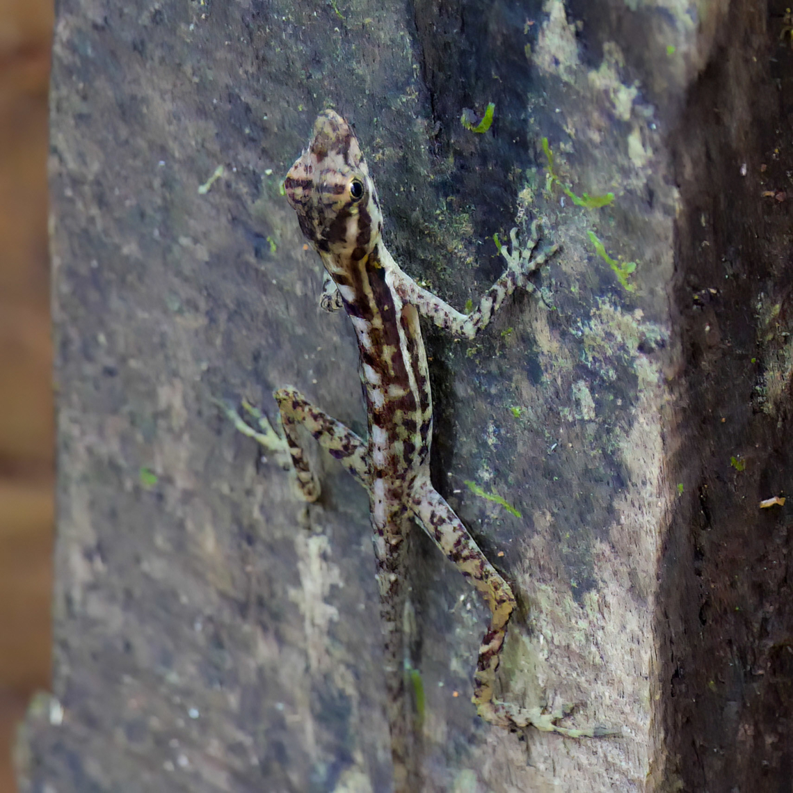 Many-scaled Anole  Chalcides polylepis,Costa Rica,Geotagged,Many-scaled cylindrical skink