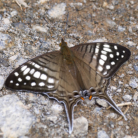 Spot-banded Daggerwing  Costa Rica,Geotagged,Marpesia merops,Spot-banded Daggerwing