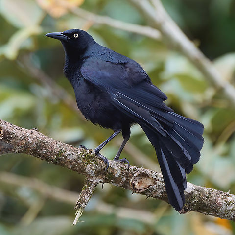 Nicaraguan Grackle Such a cool grackle with a lovely song. Costa Rica,Geotagged,Nicaraguan grackle,Quiscalus nicaraguensis