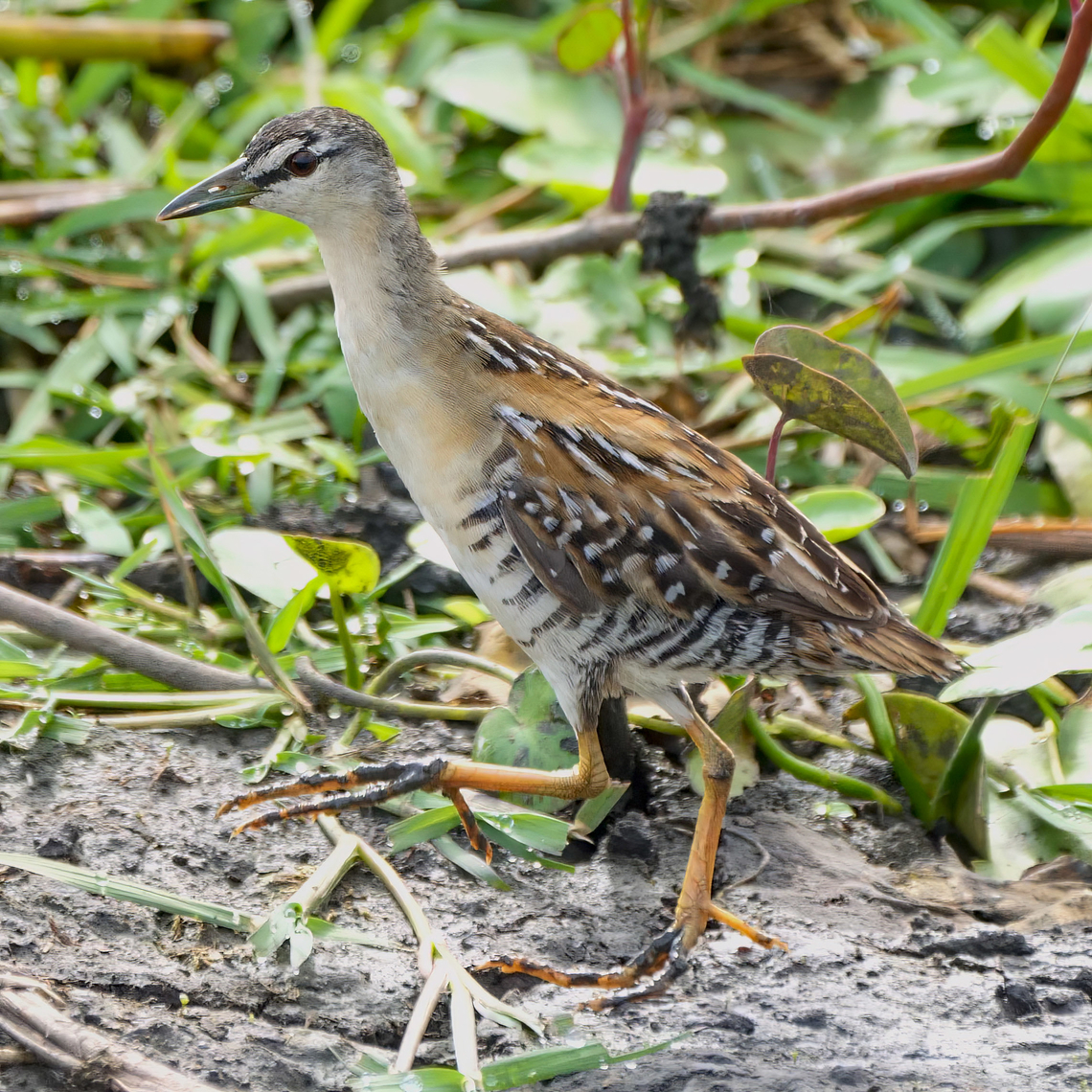 yellow-breasted_crake  Costa Rica,Geotagged,Laterallus flaviventer,Yellow-breasted crake