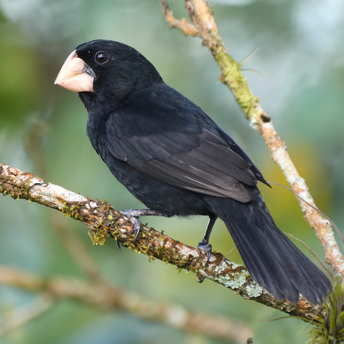 Nicaraguan seed-finch Check out that bill! Costa Rica,Geotagged,Nicaraguan Seed-Finch,Sporophila nuttingi