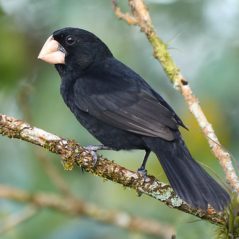 Nicaraguan seed-finch Check out that bill! Costa Rica,Geotagged,Nicaraguan Seed-Finch,Sporophila nuttingi
