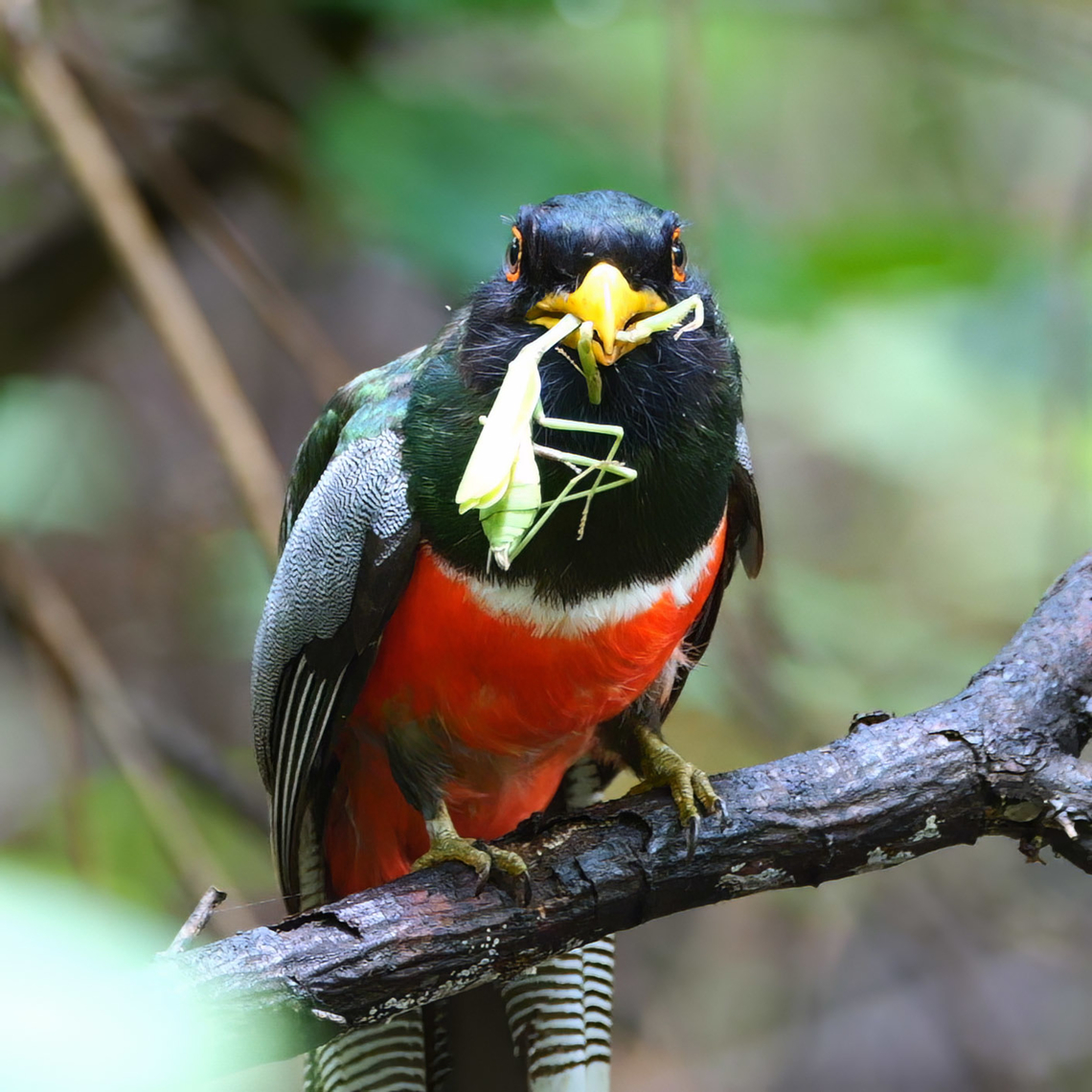 Elegant Trogon with a snack Such amazing, sharp-eyed hunters. This male was seeing mantids from 15 meters away and flying right to them.  Costa Rica,Elegant trogon,Geotagged,Trogon elegans