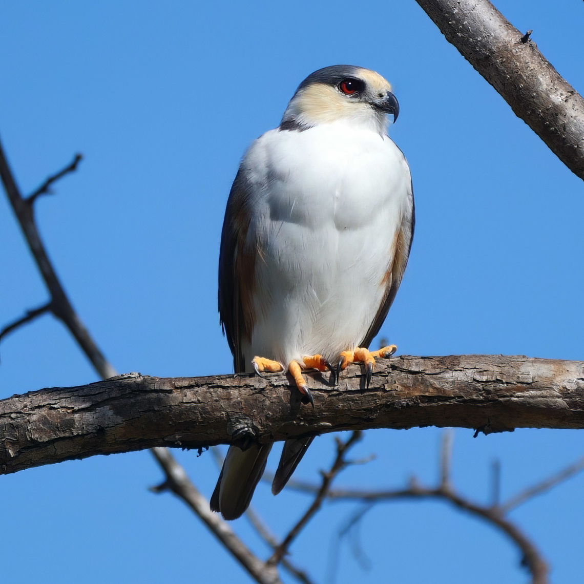 Pearl Kite Such a great raptor. We found this bird while getting lost trying to find Lomas Barbudal. Costa Rica,Gampsonyx swainsonii,Geotagged,Pearl kite