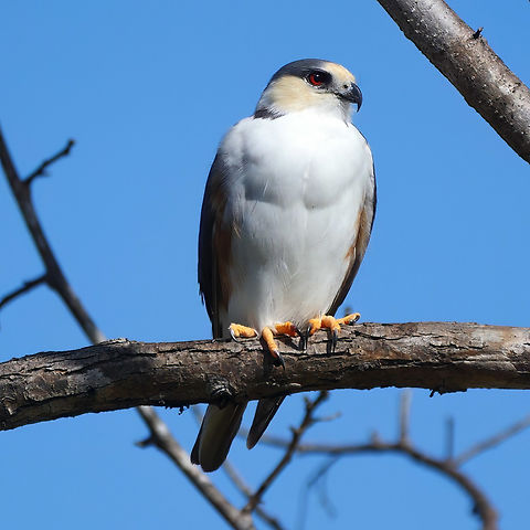 Pearl Kite Such a great raptor. We found this bird while getting lost trying to find Lomas Barbudal. Costa Rica,Gampsonyx swainsonii,Geotagged,Pearl kite