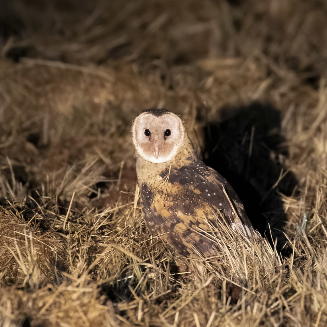 Australasian Grass-Owl Where else would you find a grass owl but in the grasses? Australia,Eastern grass owl,Geotagged,Spring,Tyto longimembris