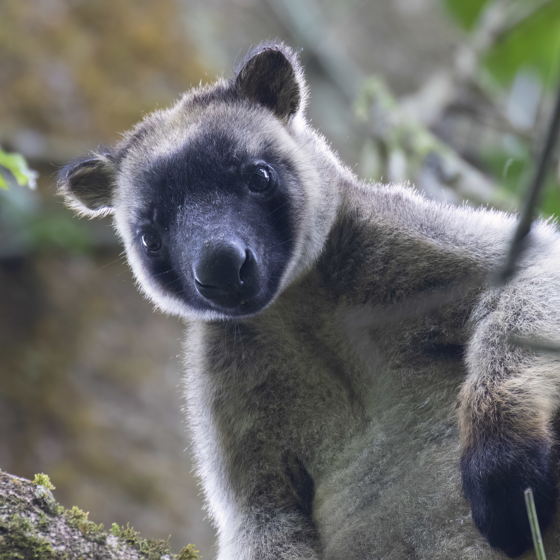 Lumholtz's Tree-Kangaroo Yes, a kangaroo that lives in trees. Australia,Dendrolagus lumholtzi,Geotagged,Lumholtzs tree-kangaroo,Spring