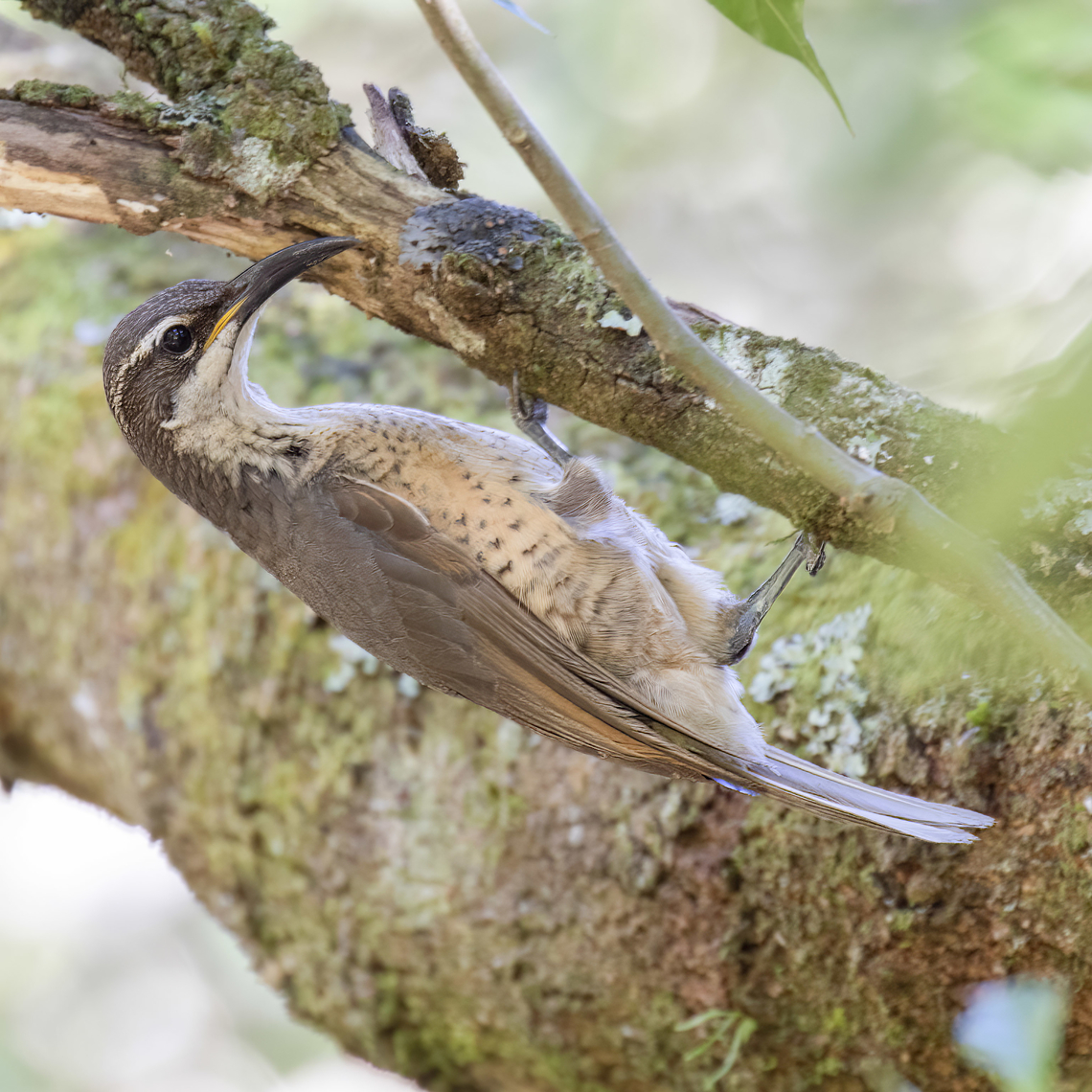 Female Victoria's Riflebird  Australia,Geotagged,Ptiloris victoriae,Spring,Victorias Riflebird