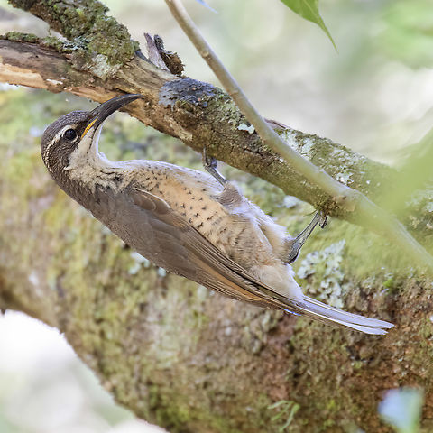 Female Victoria's Riflebird  Australia,Geotagged,Ptiloris victoriae,Spring,Victorias Riflebird