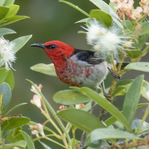 Scarlet Myzomela  Australia,Geotagged,Myzomela sanguinolenta,Scarlet Myzomela,Spring