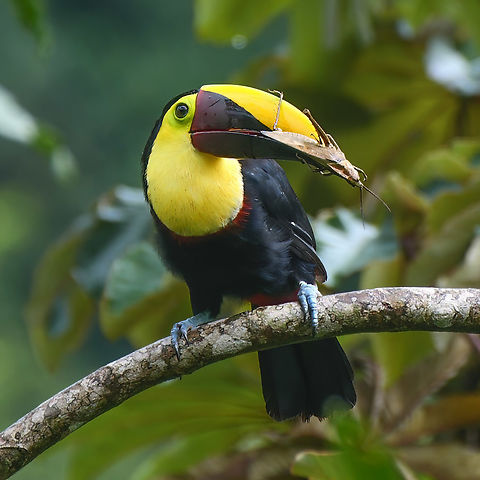 Yellow-throated Toucan While toucans are primarily frugivorous, they'll happily eat birds, bats, lizards...or grasshoppers.

Now I just have to identify the grasshopper species! Costa Rica,Geotagged,Ramphastos ambiguus,Yellow-throated toucan