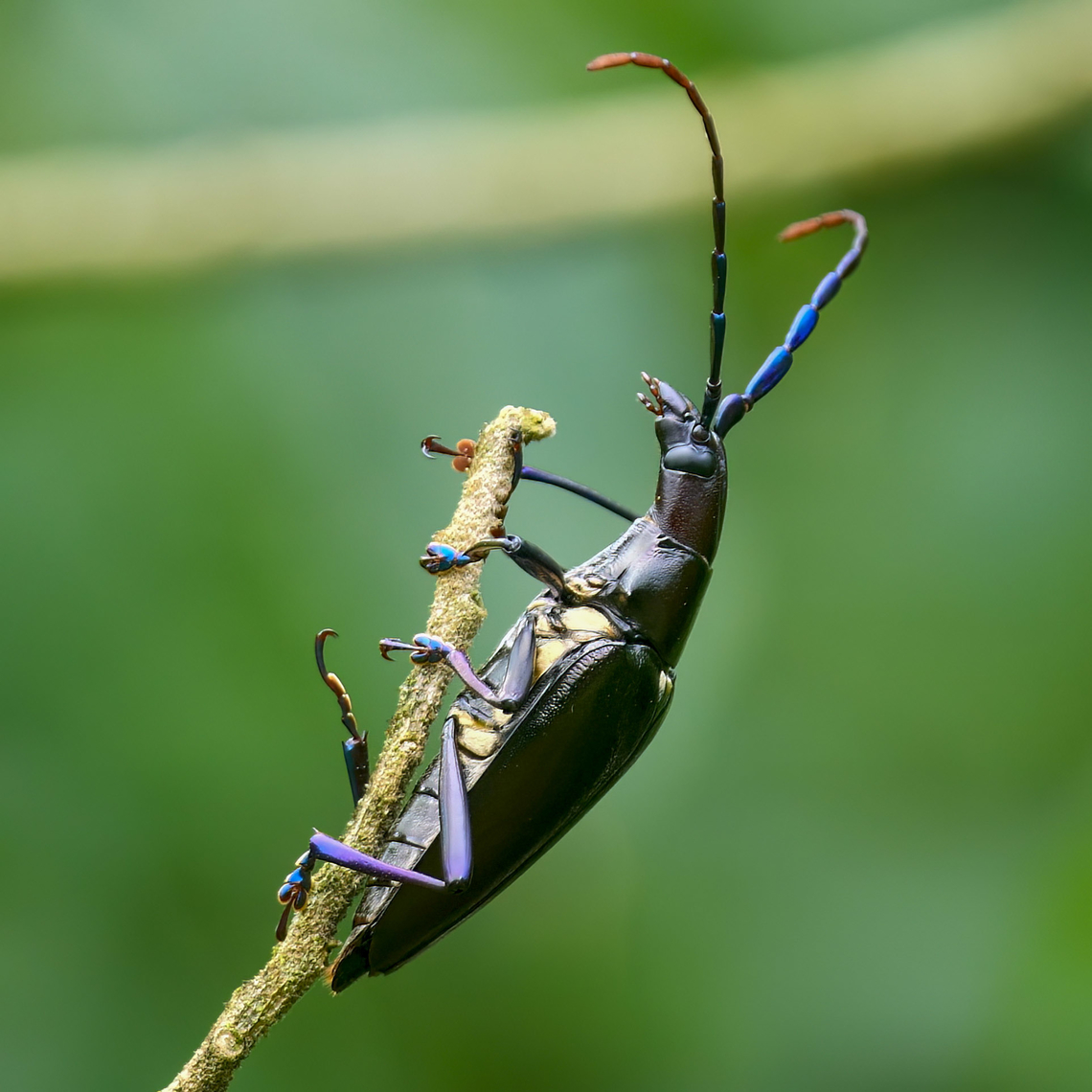 Perhaps Insuetaspis paradoxus Not 100% sure of the actual species, but I think this is close. Costa Rica,Geotagged,Insuetaspis paradoxus