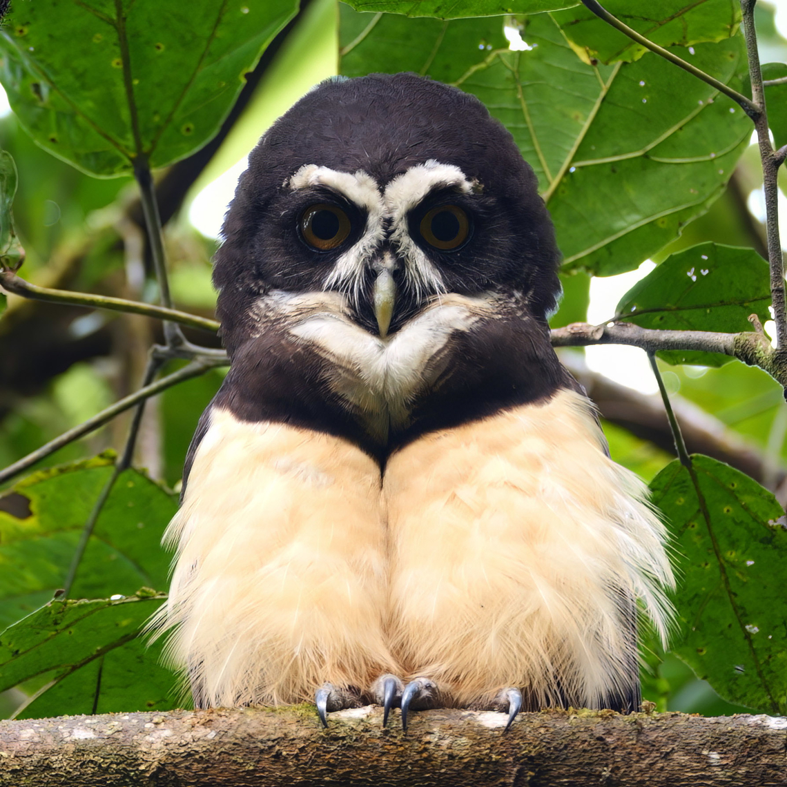 Spectacled Owl Yesterday was very cold and very wet, making for challenging birding. The weather cleared in the afternoon and I went out exploring. The birding was very slow, but as I was making my way back to the entrance, I heard the resident Spectacled Owls calling. I went back into the area they like to roost in and did some playback.<br />
<br />
The pair of owls came and then proceeded to serenade me with the calls for a whole hour, as close as 10 meters away as they basked in the afternoon sun. Costa Rica,Geotagged,Pulsatrix perspicillata,Spectacled Owl