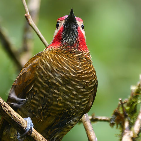 Golden-olive Woodpecker  Colaptes rubiginosus,Costa Rica,Geotagged,Golden-olive woodpecker