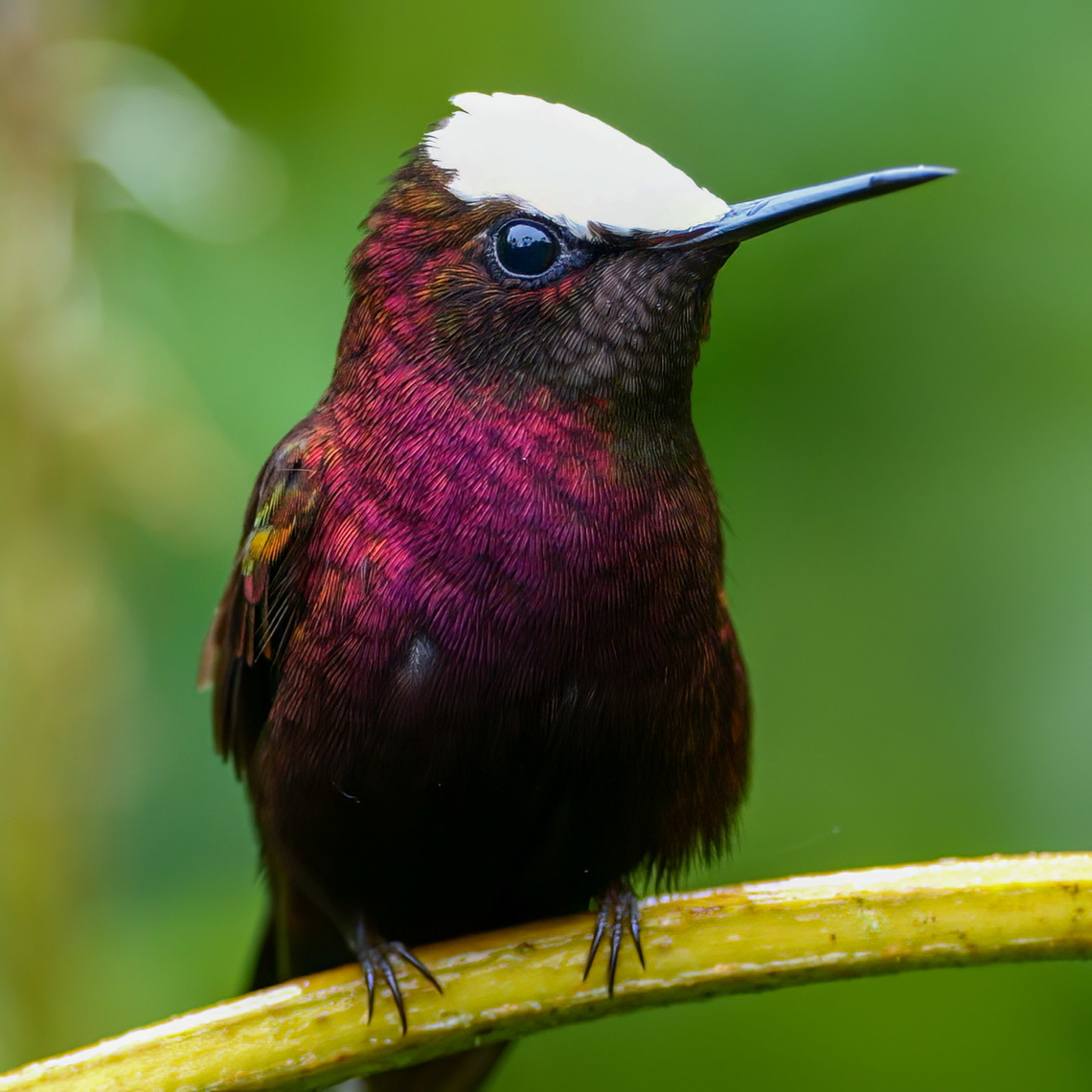 Male Snowcap It&#039;s very cold and wet in northern Costa Rica right now, but it makes for calm hummingbirds. I&#039;ve been very lucky with these the last few years. Costa Rica,Geotagged,Microchera albocoronata,Snowcap