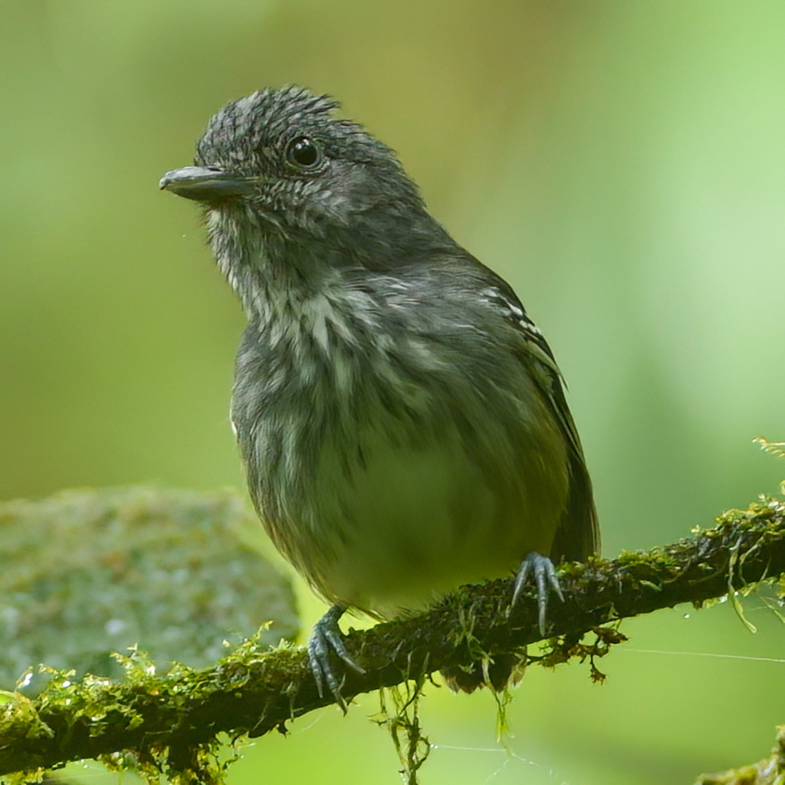 Streak-crowned Antvireo These are tricky ones. They're not exactly rare, but they really love the dark, wet, primary forests of northern Costa Rica. The female is much easier, as she seems to be much less shy. Today I finally I got a nice view of the male. Costa Rica,Dysithamnus striaticeps,Geotagged,Streak-crowned antvireo