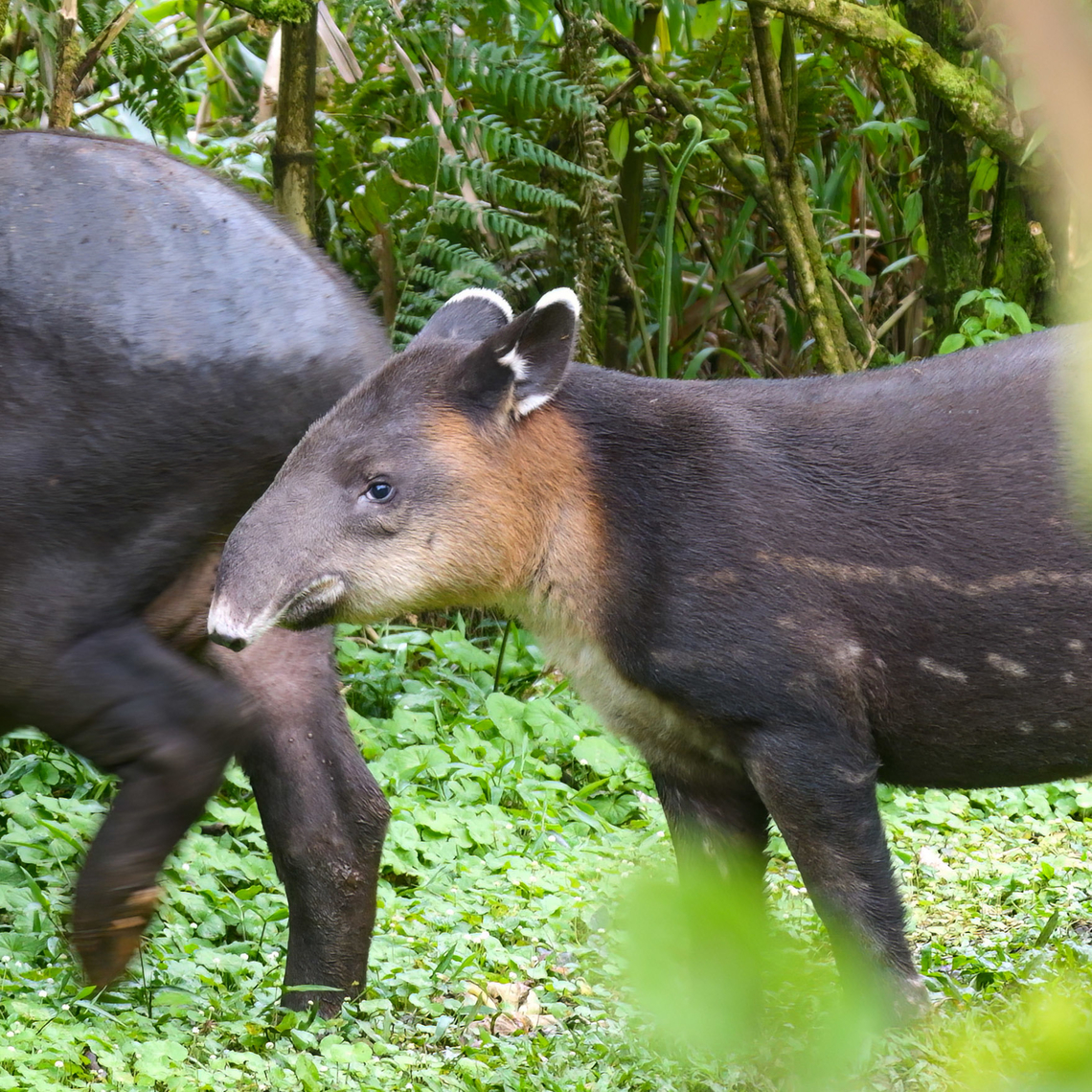 A young Baird's Tapir Meet Juli&aacute;n, who was born in September 2022. He stays pretty close to mama and hides in bushes when there are people nearby. Baird&rsquo;s Tapir,Costa Rica,Geotagged,Tapirus bairdii