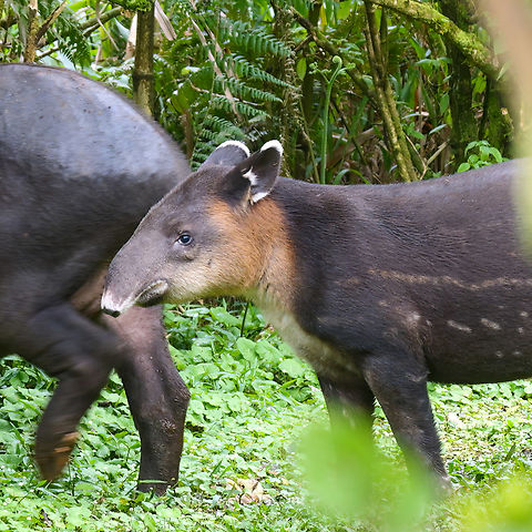 A young Baird's Tapir Meet Julián, who was born in September 2022. He stays pretty close to mama and hides in bushes when there are people nearby. Baird’s Tapir,Costa Rica,Geotagged,Tapirus bairdii