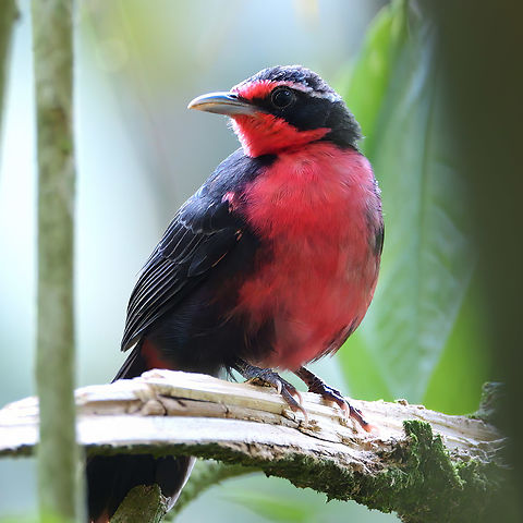 A male Rosy Thrush-Tanager  Costa Rica,Geotagged,Rhodinocichla rosea,Rosy thrush-tanager