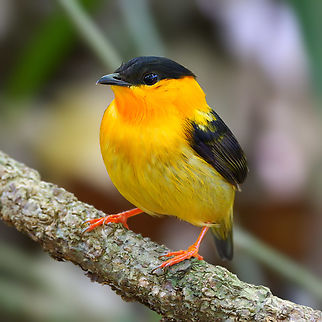 Male Orange-collared Manakin One of the easier manakins to get nice views of.  Costa Rica,Geotagged,Manacus aurantiacus,Orange-collared manakin