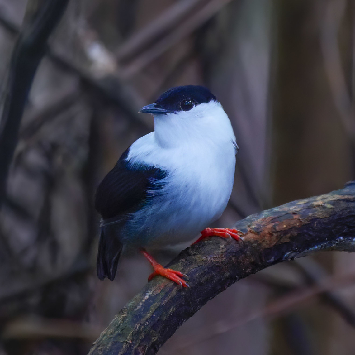 Male White-bearded Manakin One of my nemesis manakins. Brazil,Geotagged,Manacus manacus,White-bearded manakin