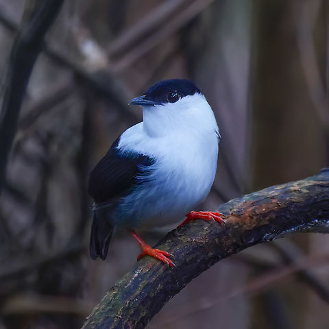 Male White-bearded Manakin One of my nemesis manakins. Brazil,Geotagged,Manacus manacus,White-bearded manakin