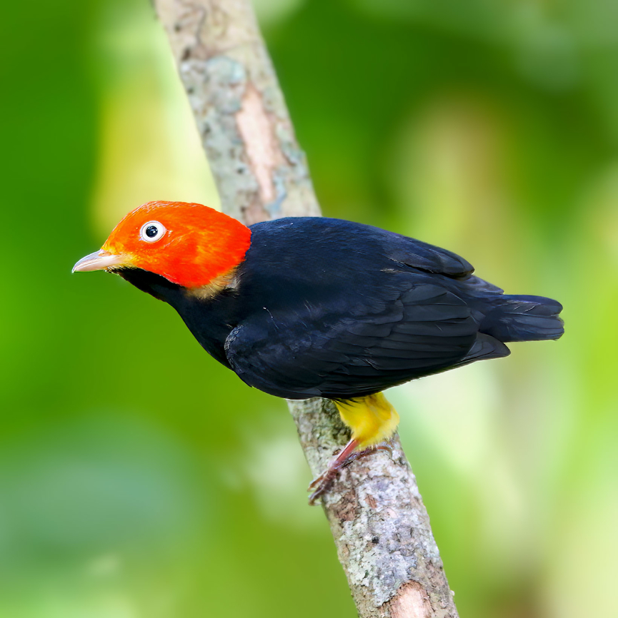 Male Red-capped Manakin  Ceratopipra mentalis,Costa Rica,Geotagged,Red-capped manakin