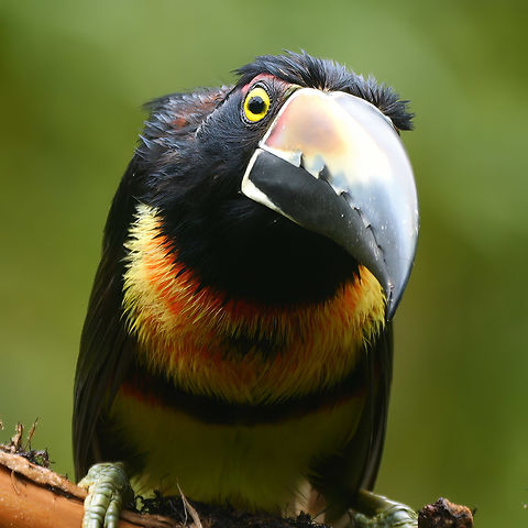 Collared Aracari Such characters. Collared aracari,Costa Rica,Geotagged,Pteroglossus torquatus